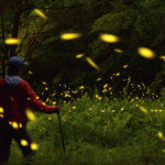 Firefly night at Sheep Hill