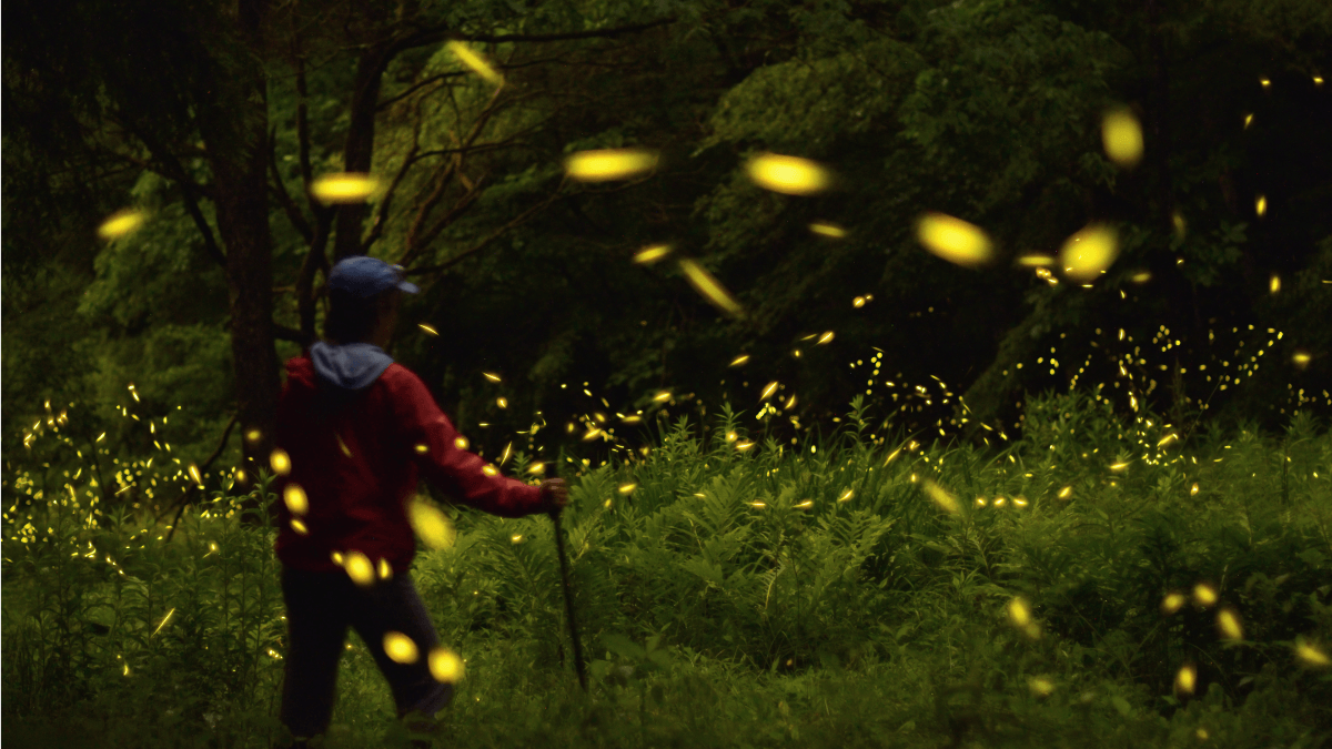 Firefly night at Sheep Hill